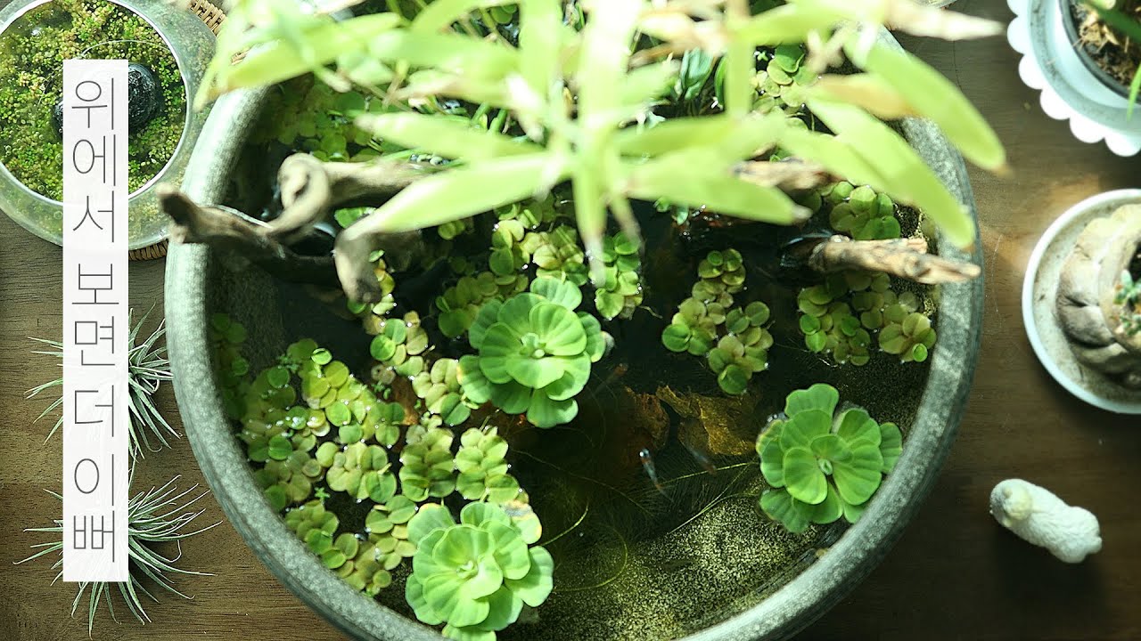 위에서 보면 더 이쁜 물고기와 수반 | 메다카 | 물멍 | Mini Pond | Medaka | MulMung | メダカ