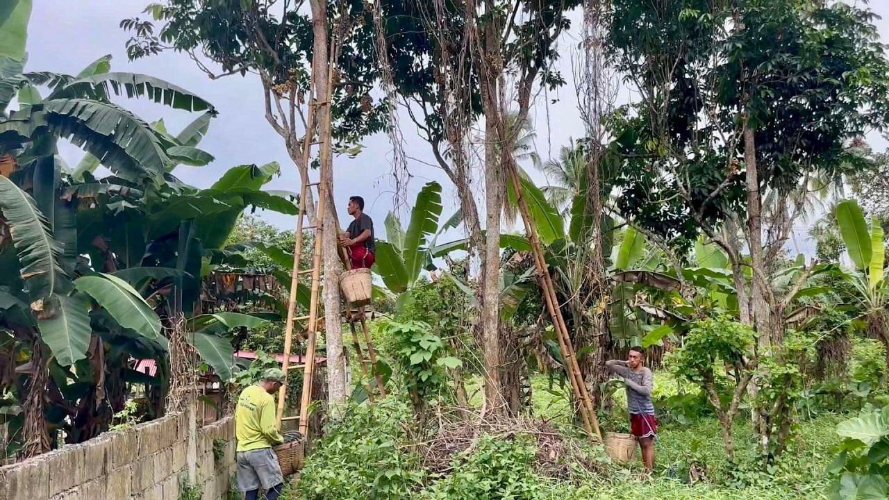 Hindi lang HONEST na FARM OWNER at WORKERS ang Kailangan - Dapat may LOYAL BUYER din para KUMITA!