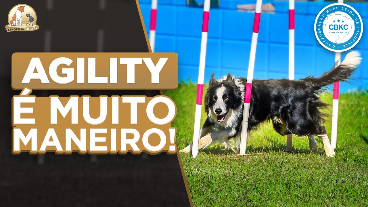 Agility com Cães | Esporte, Saúde e Diversão no Brasil Open 2024 | Cinofilia Digital