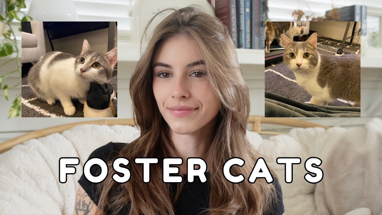 A Week With Foster Cats🐈🤍 | BTS Of Fostering | Eva Cudmore Vlog