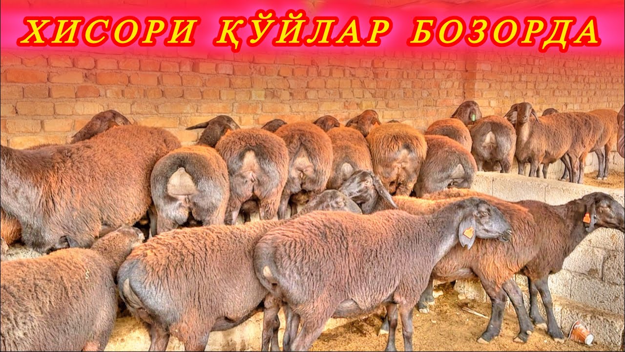 СУРХОНДАРЁ САРИОСИЁ ПАЙШАНБА БОЗОРИДАН