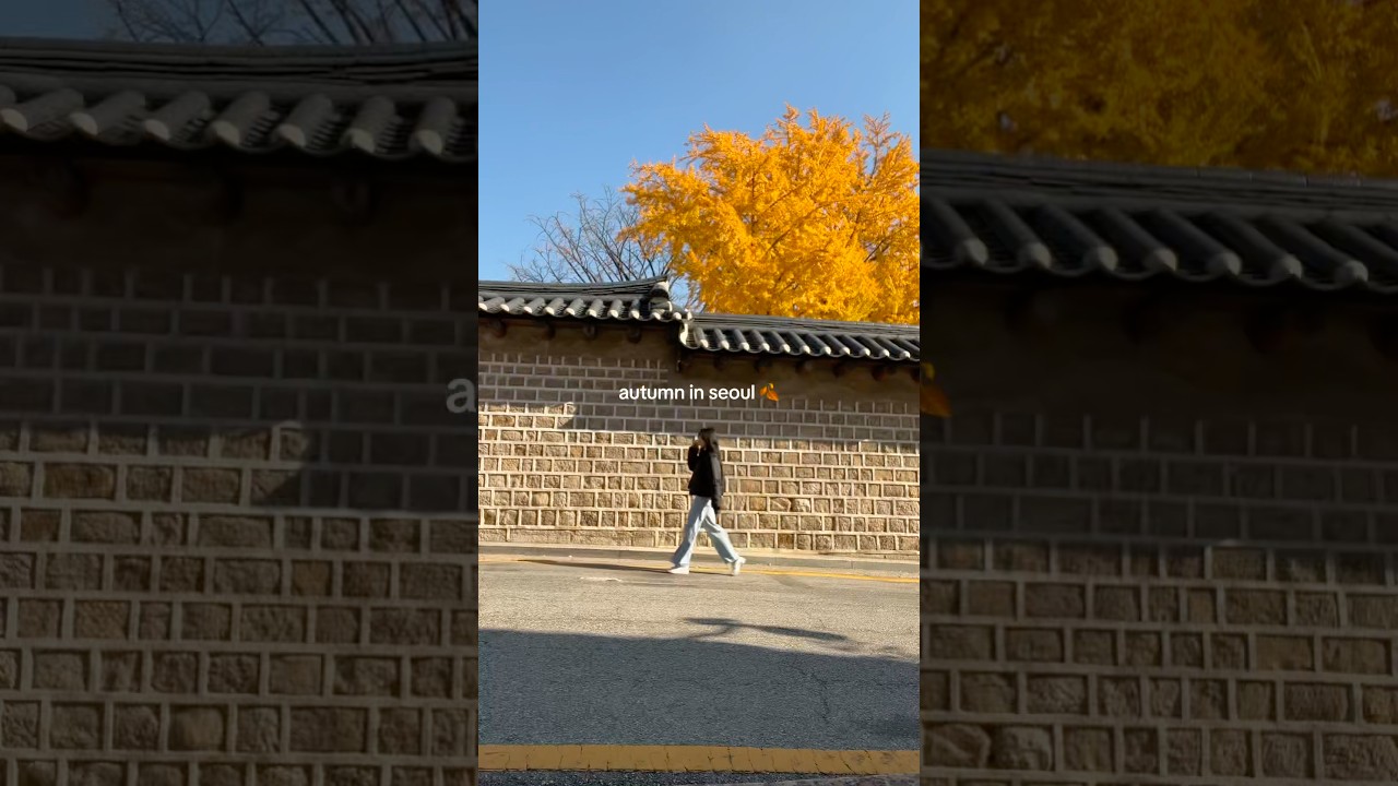 fall foliage in Seoul 🍂🍁💛 #autumn #korea
