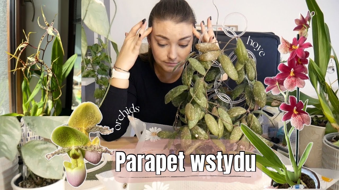 reorganizacja parapetu wstydu | Orchids, Hoya