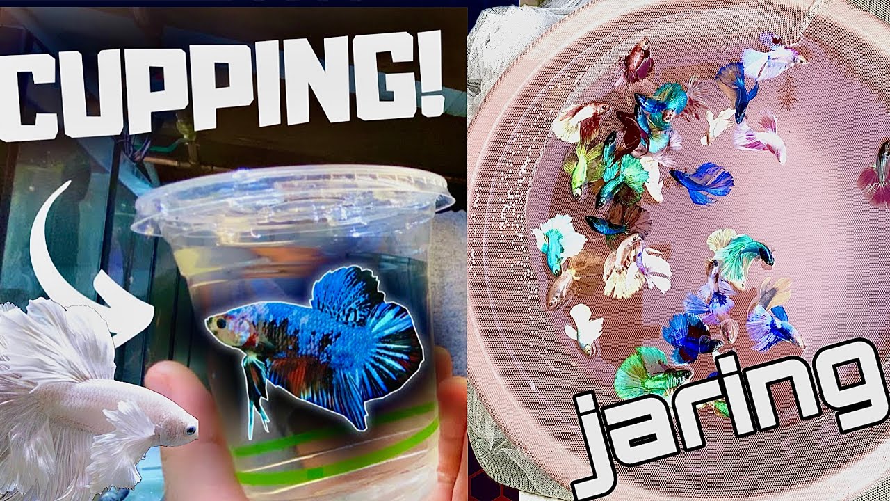 Jarring the Baby bettafish😍 |How to jar bettafish | How to separate baby betta | Betta male female