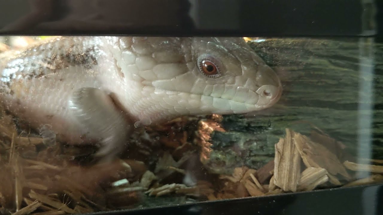 Blue Tongue Skink Digging Nothing