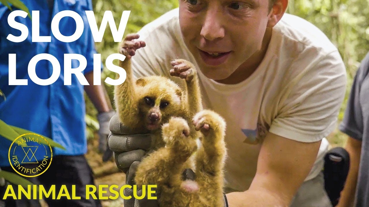 Rescue Mission of Endangered Slow Loris - Cute!