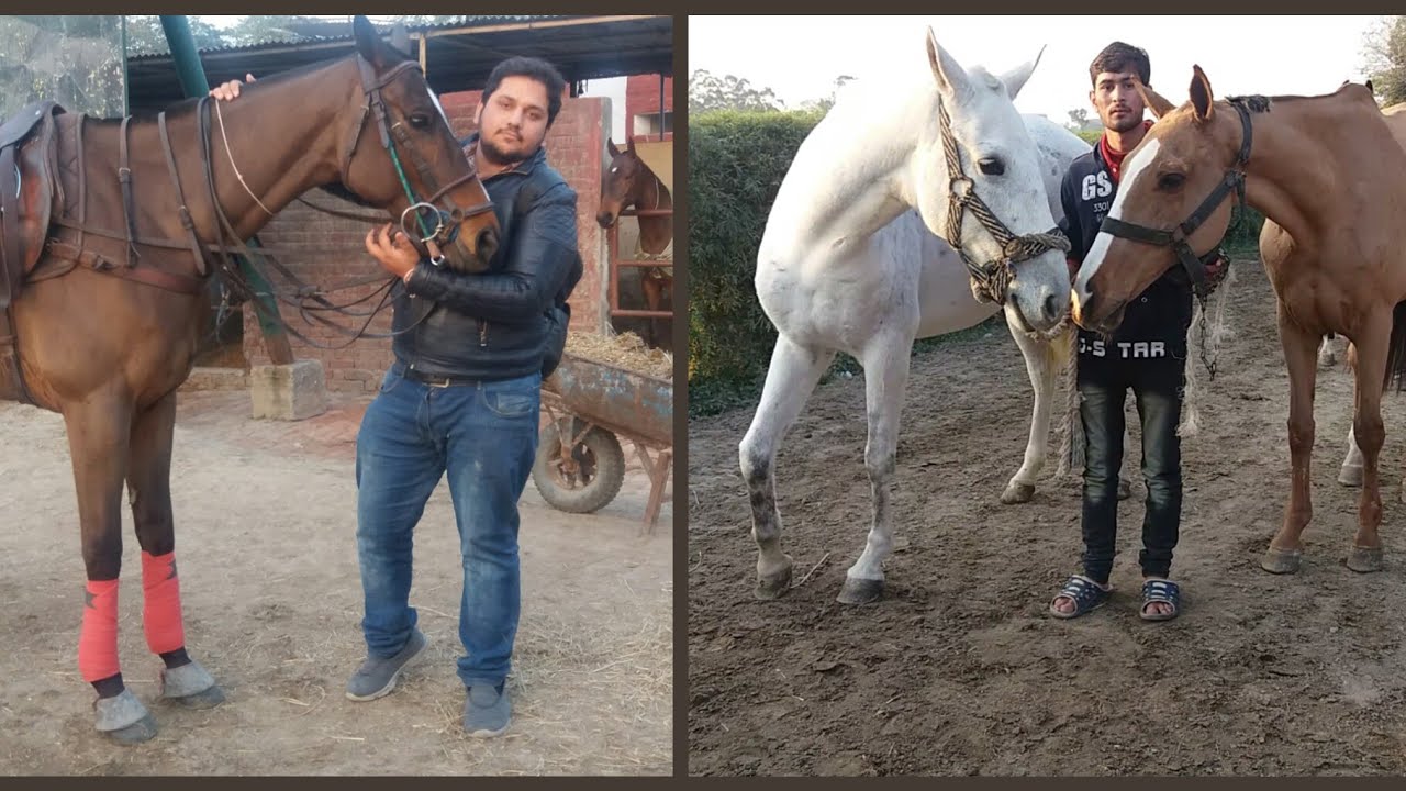 Pakistan Best Horse In Polo club Full Video Hsn Entertainment