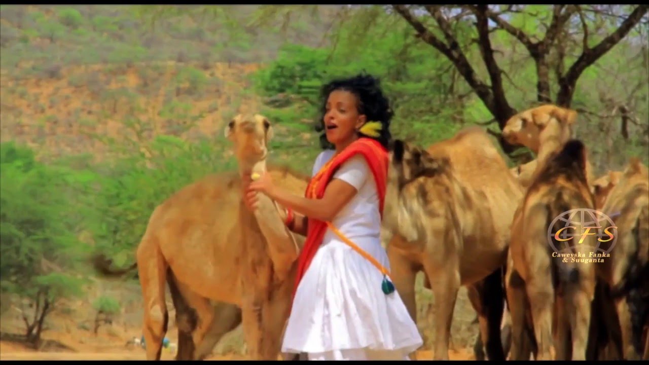 *Dhaanto Cusub | Degmadda Laas Dhar | Axmed Budul | Footage Remix