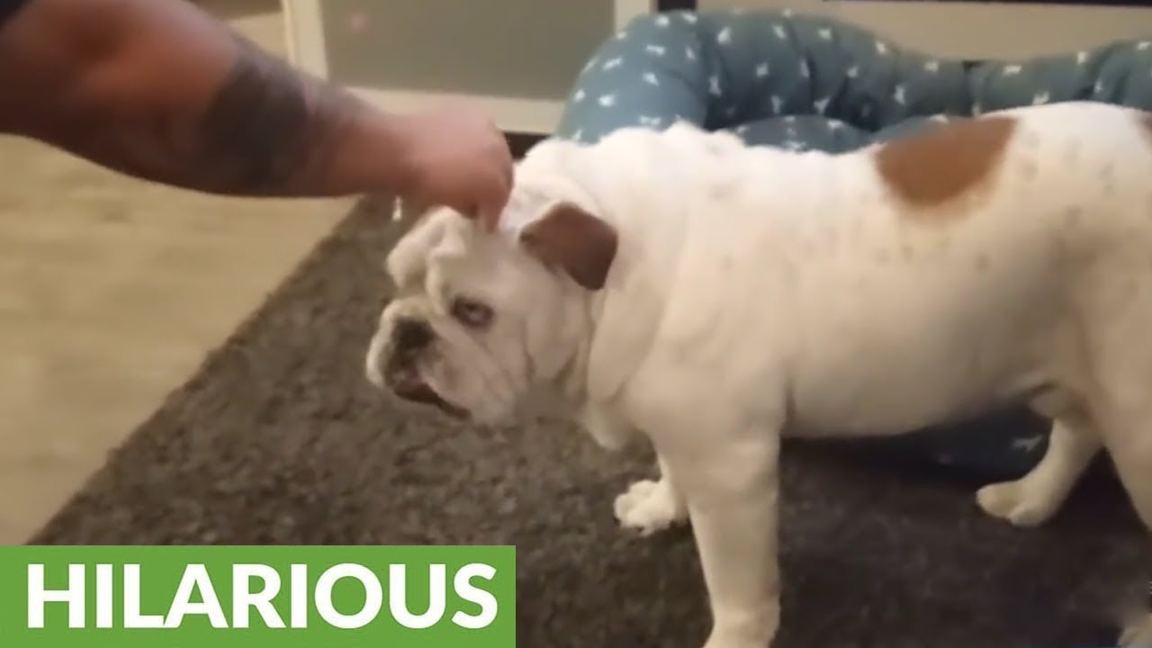 Bulldog delivers hilarious response to 