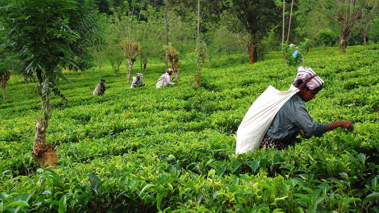 Top 10 countries With Most Agricultural Land