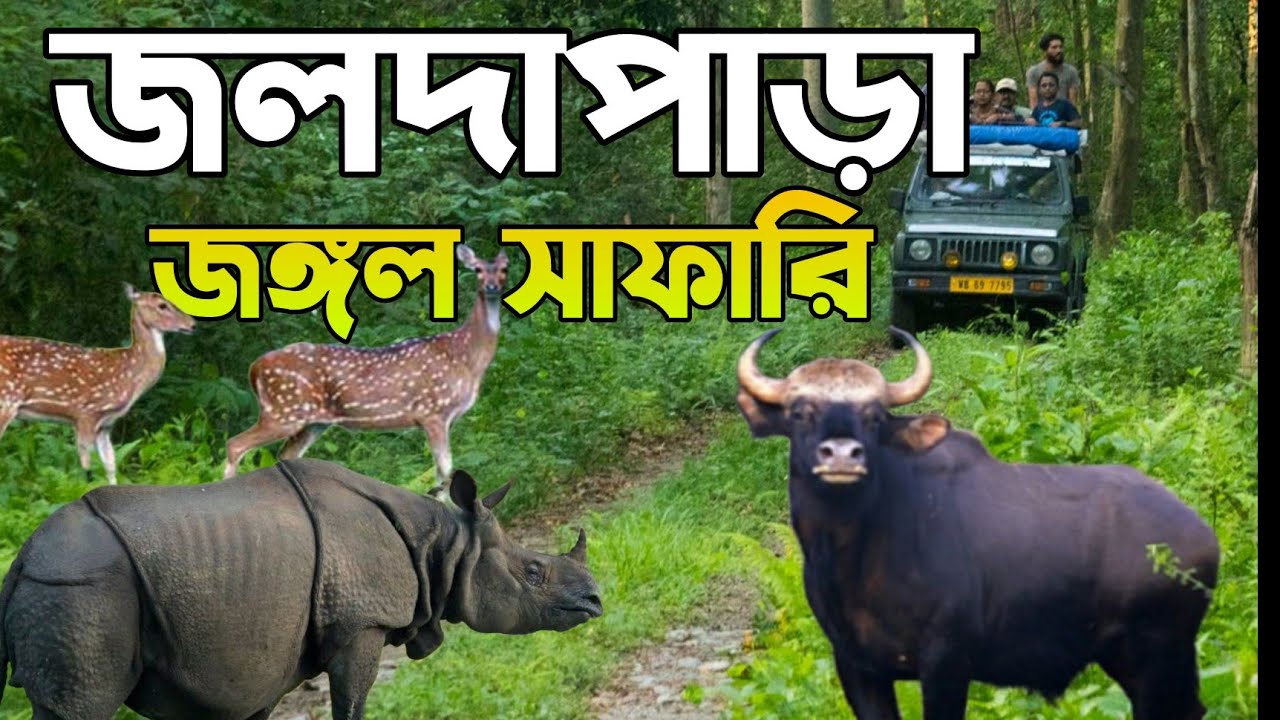 I Spent a Day in Jaldapara Jungle Safari and Found Out This!