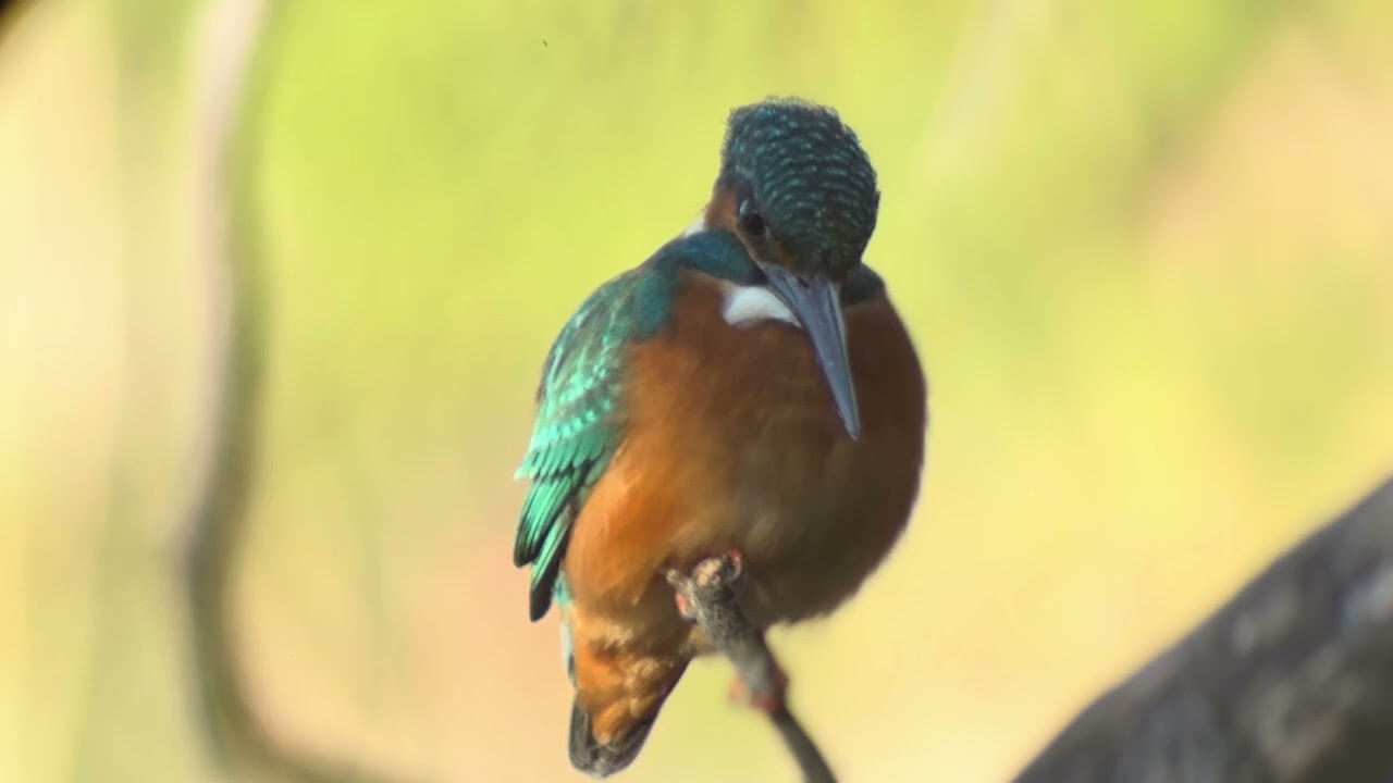 善福寺公園　カワセミ