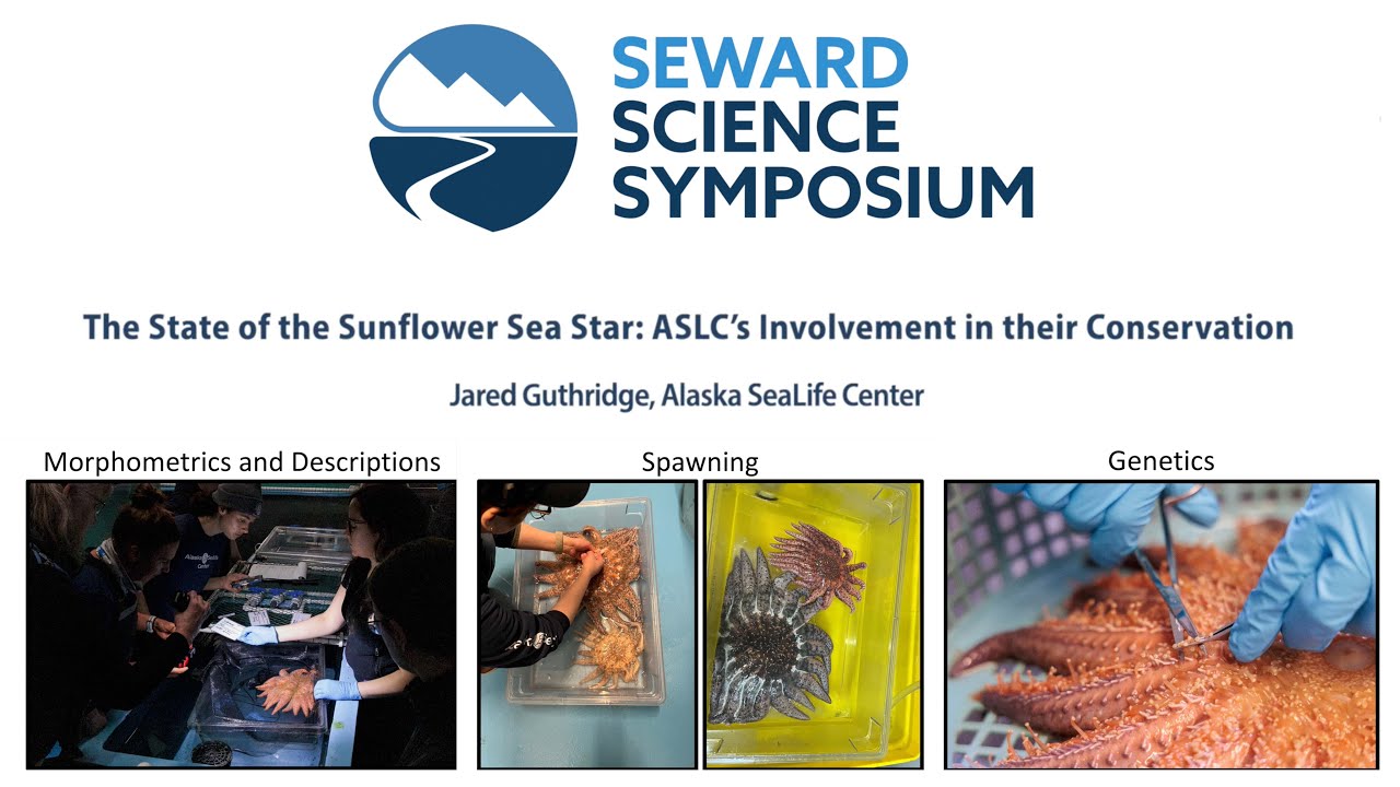 Jared Guthridge: The State of the Sunflower Sea Star, ASLC's Involvement in Conservation