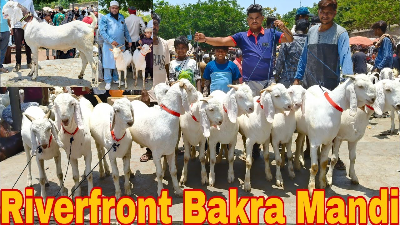 Riverfront Bakra Mandi on Sunday 18 May 2025