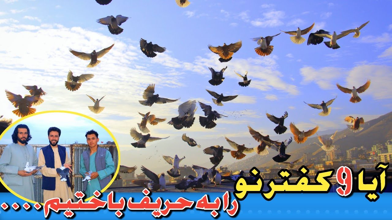 Kabul Afghanistan Highflier Pigeons|پنج شکار و باخت|کی می‌تواند در گرم‌ترین روز تابستان کفتر بدواند
