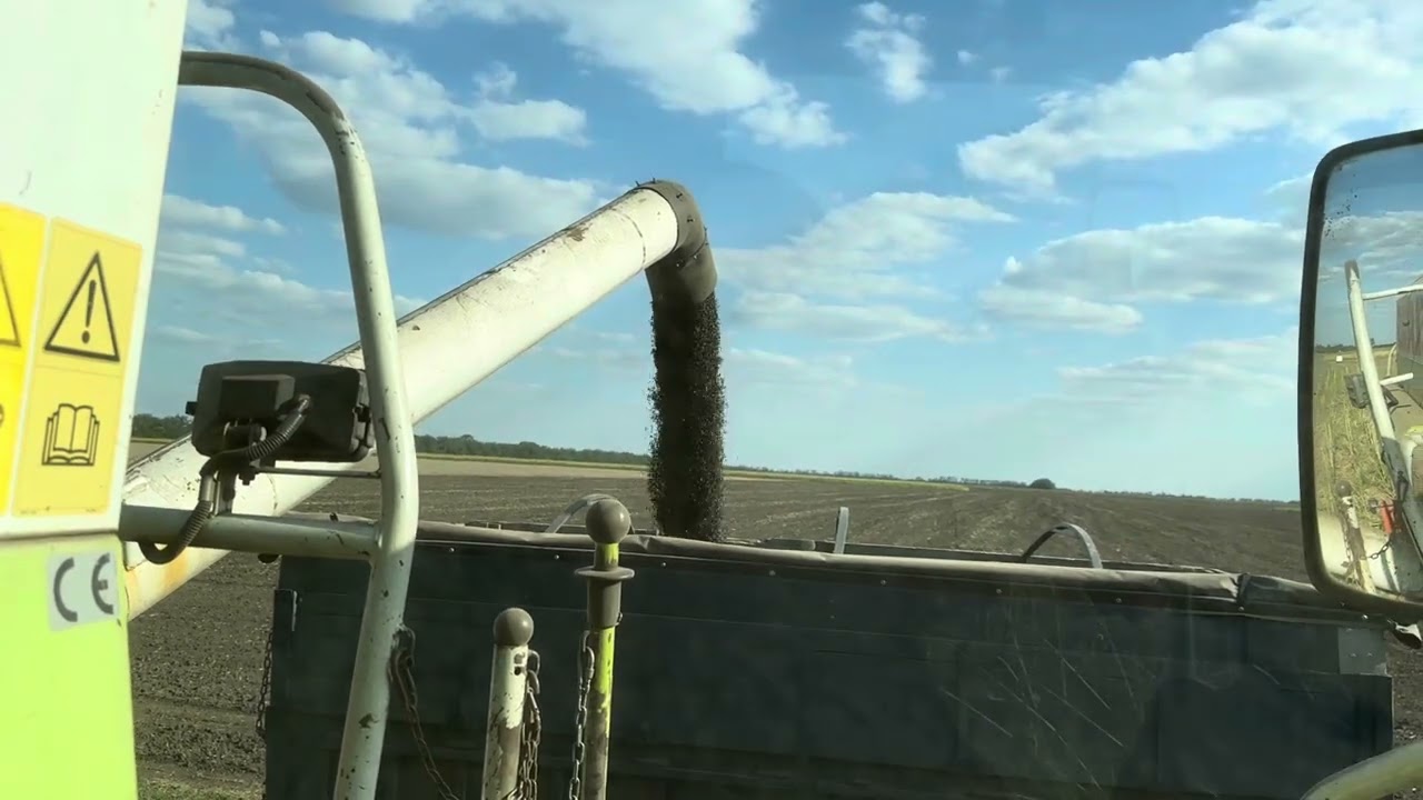 Жнива. Соняшники. Лімагрейн. 2023 р.