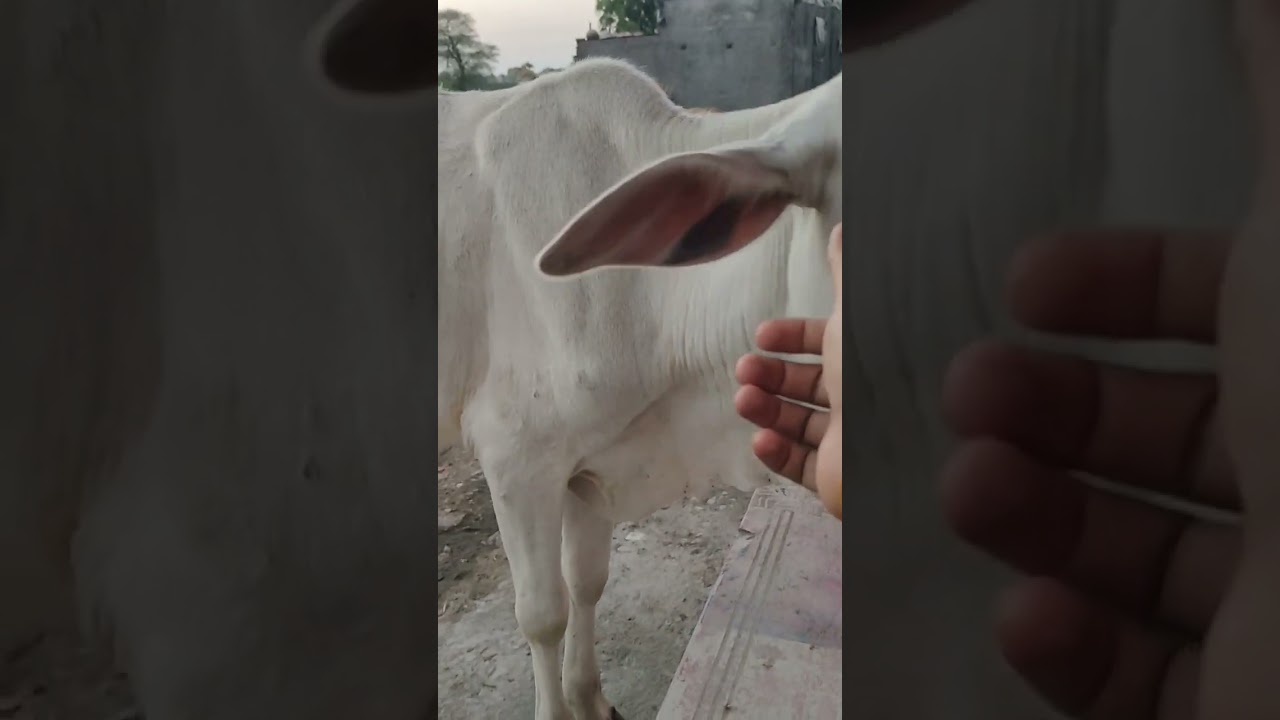Cow Cuddling . Psychotherapy to Reduce Stress and Anxiety #viral #satisfying  #shortvideo #shorts