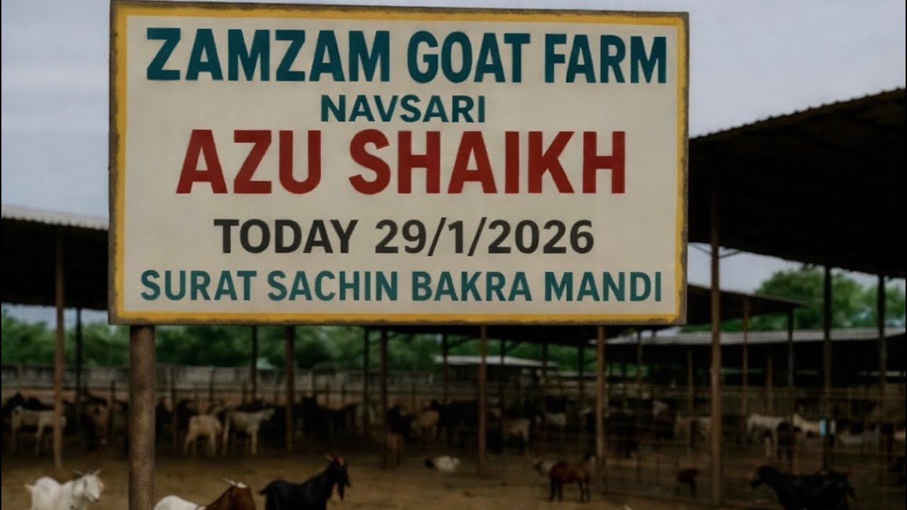 SURAT SACHIN BAKRA MANDI 29/1/2026 BY ZAMZAM GOAT FARM NASVARI (AZU BHAI) ÍÍ SURAT BAKRA MANDI ÍI 