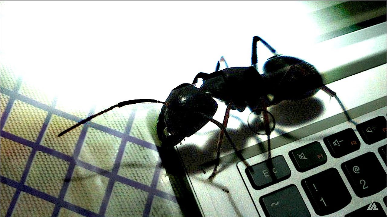 How to remove ants from your laptop | चींटी भगाएं लैपटॉप से