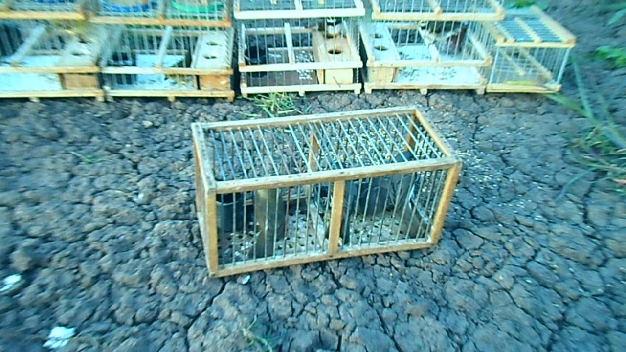 termino la caza del corbatita