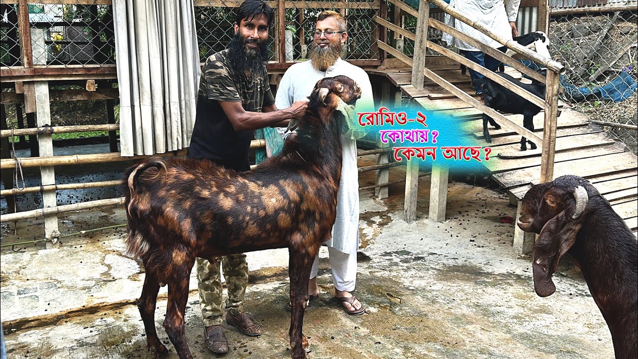 শখের খামারের রোমিও ২ এখন কোথায়? কেমন আছে এখন দেখে নিন!