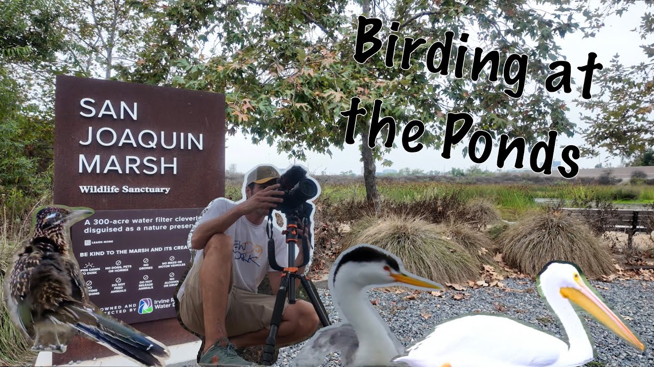 San Joaquin Marsh 🦢Birding at the Ponds