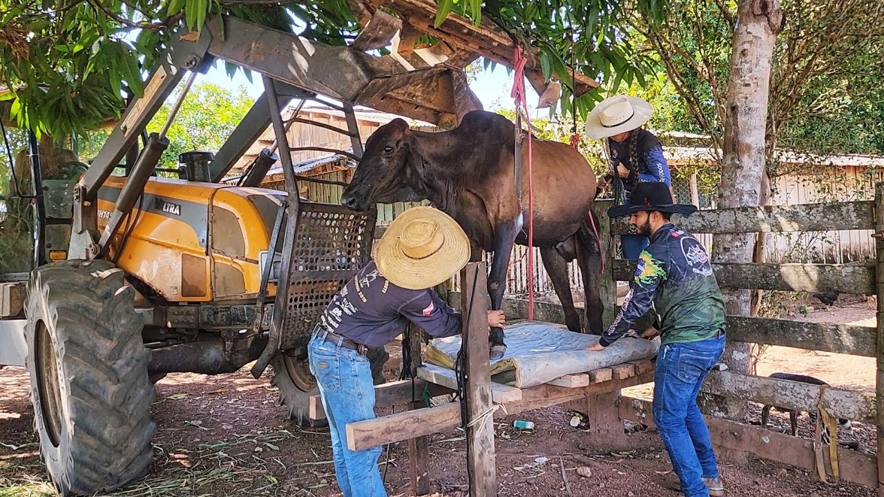 SERÁ QUE É  O FIM PARA A VACA NEGUINHA? Estamos na luta, fizemos uma latada pra ela.