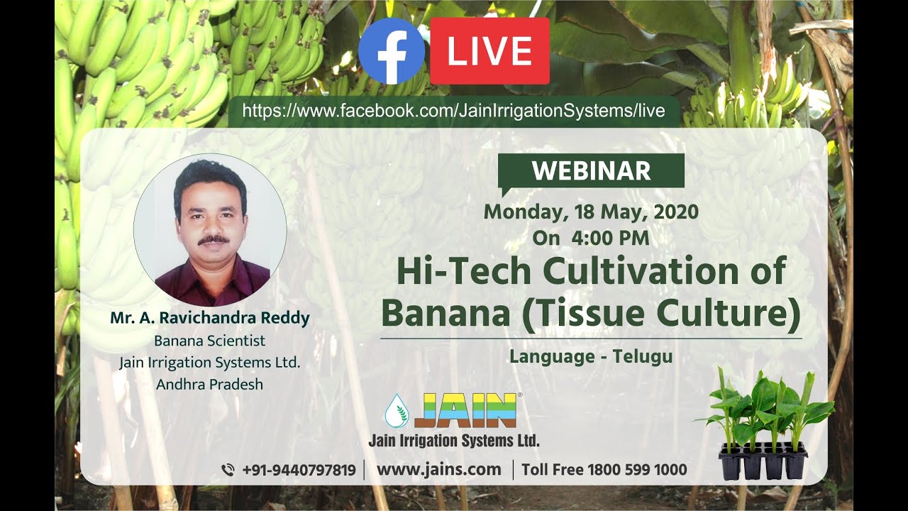 Hi-Tech Cultivation of Banana with Jain Tissue Culture (Telugu)