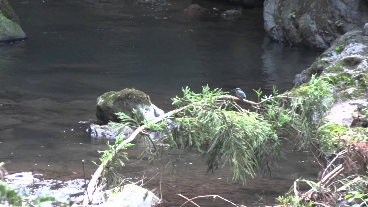 Kingfisher, Oeyama　カワセミ、大江山