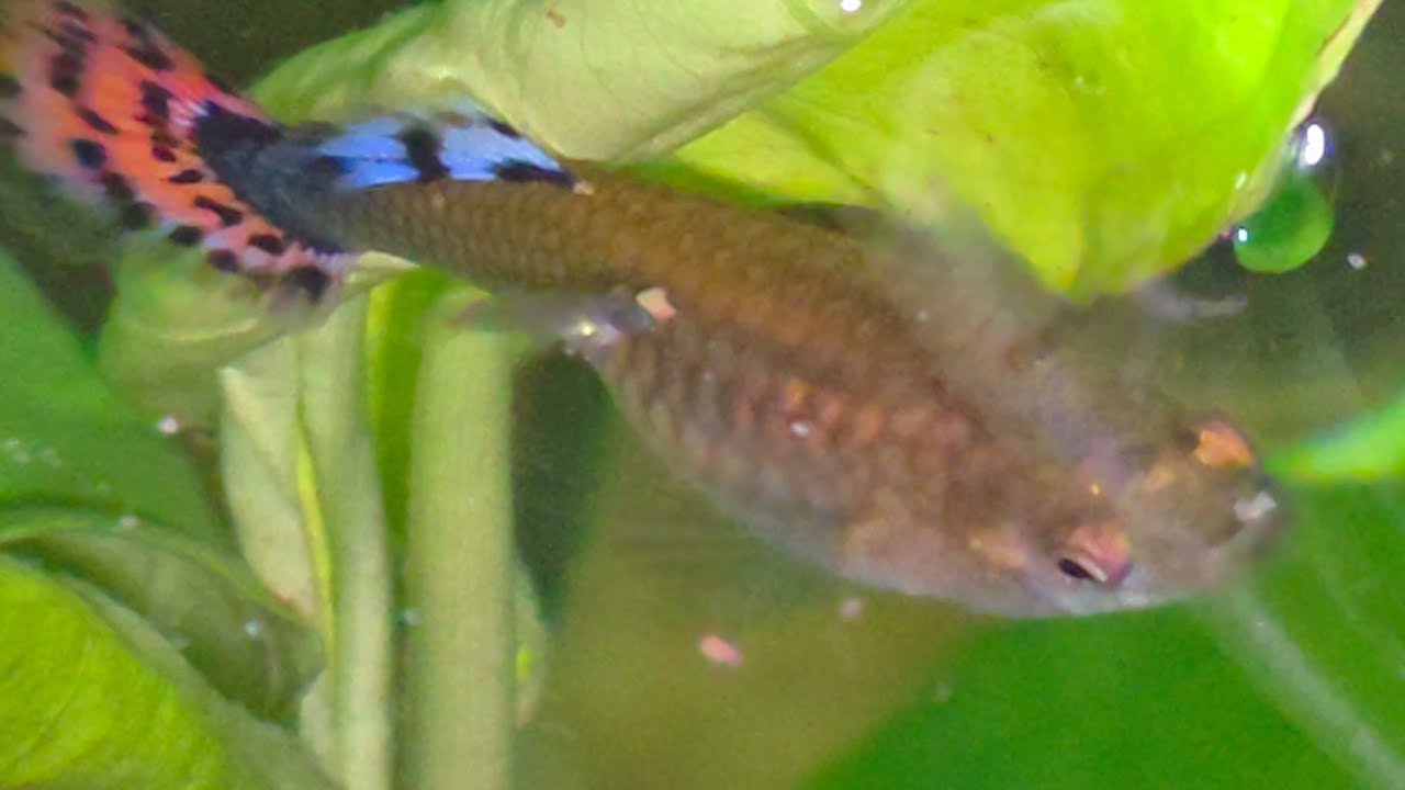 The activity of a fish giving birth
