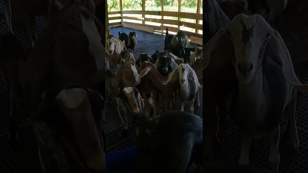 Goat Farm #goat #goatfarm #goatfarming #lifestylevlog #goatfam