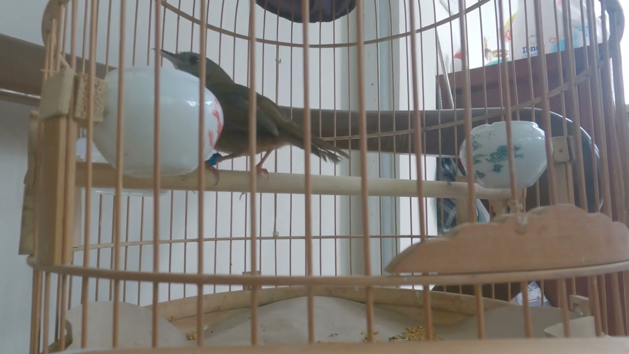 Tiểu Mi hót 2