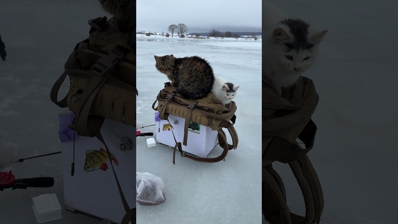 Котики 