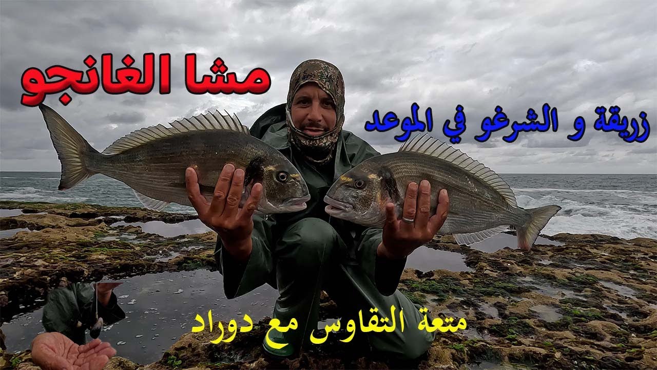 صيد زريقة بطعم بوزروكة + الحصيلة