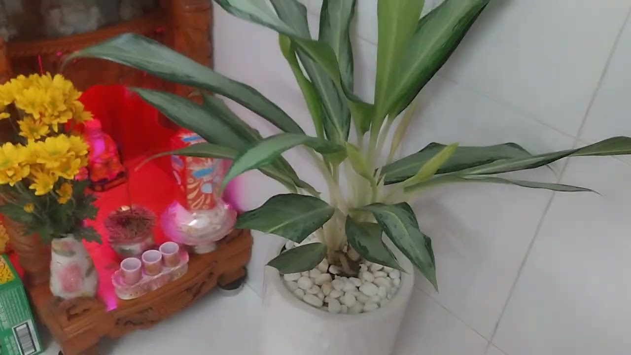 Cây không biết tên