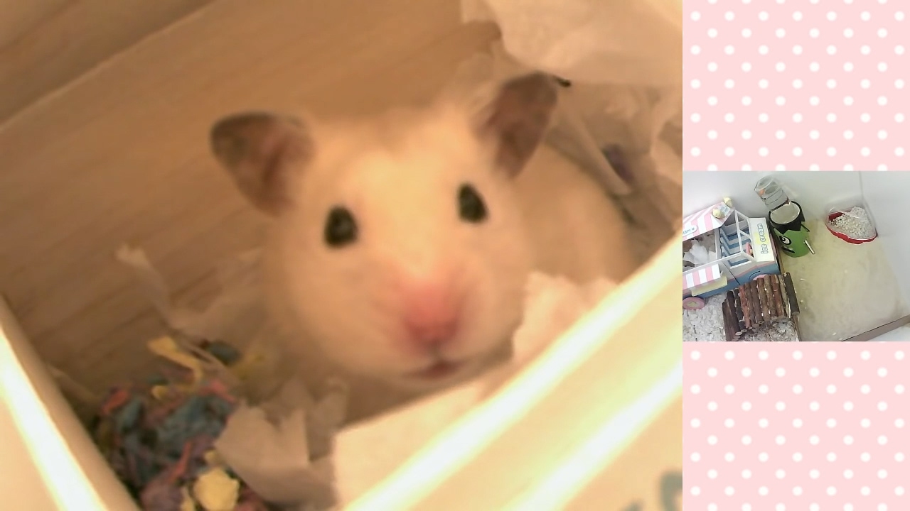 🐹 Ham Ham Night Cam 🌜 Stream Highlights