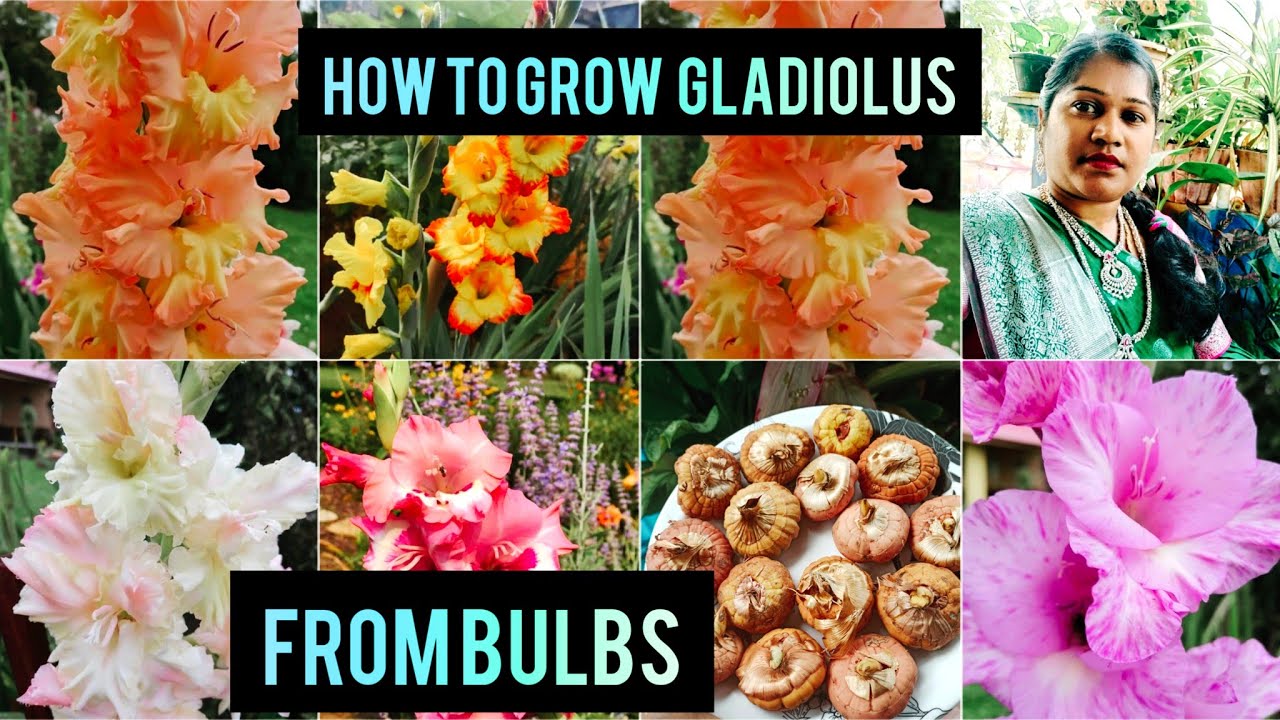 How to grow Gladiolus From Corms or Bulbs | How to grow Gladiolus | InTelugu