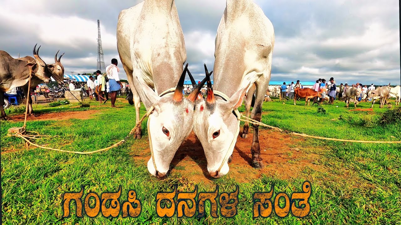 Impressive Gandasi Cattle Market Only Market Selling Cheap Affordable Hallikar Cattle all the Year