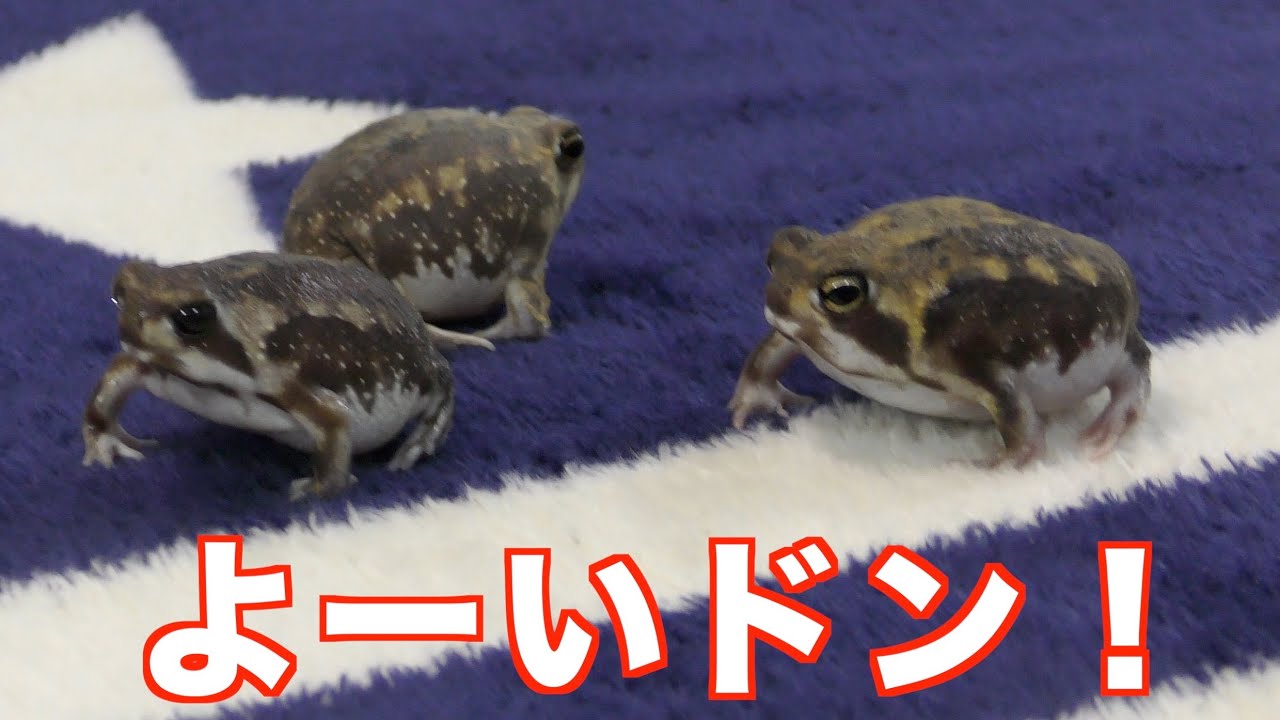 アメフクラガエルの競走！今日も家を走り回ってます！