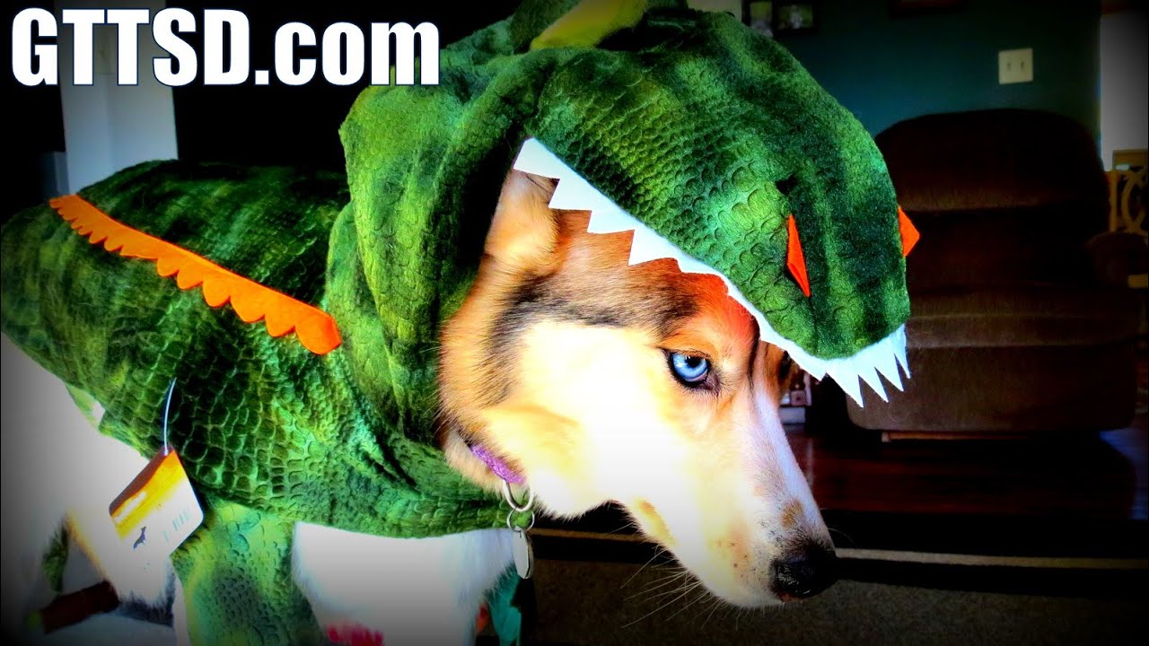 DOG FREEZES In Halloween Costume! FROZEN SHELBY the Husky