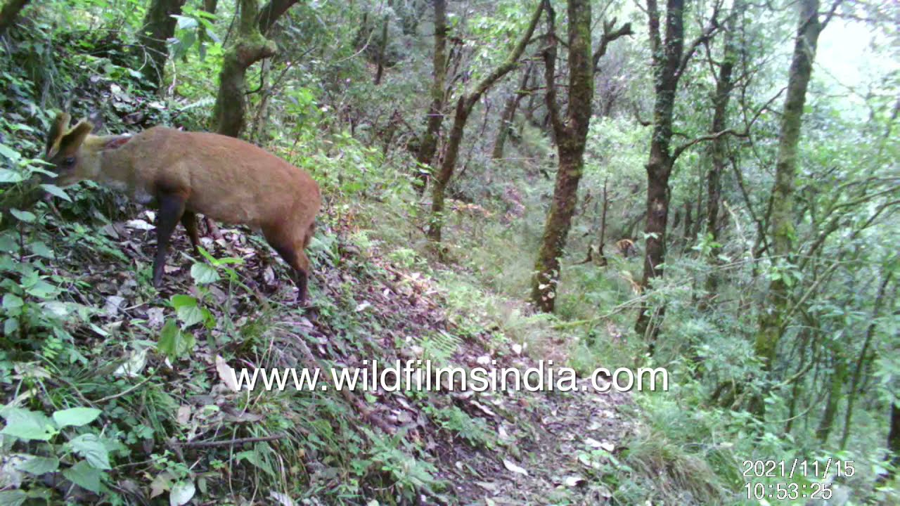 Wild animals shoot their own videos! Barking Deer triggers camera trap, forages on forest slopes