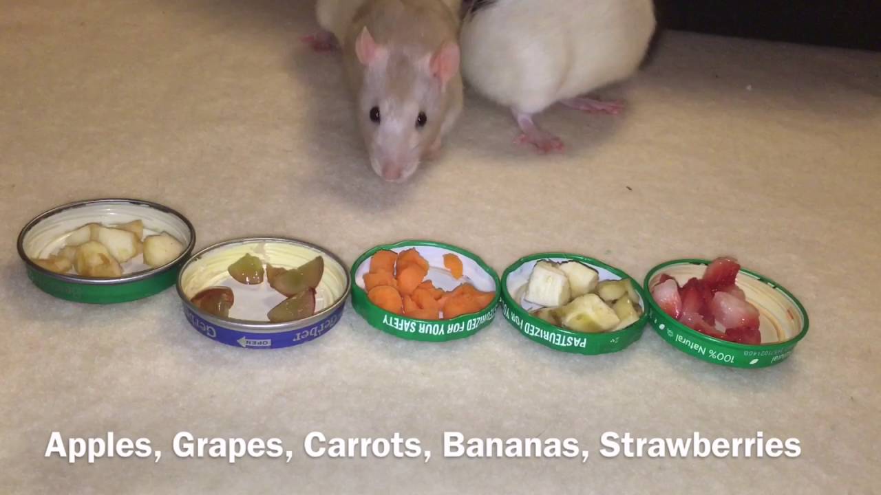 The Treats that I Feed my Rats