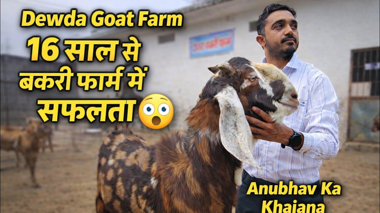 👉 Dewda Goat Farm Tour | Sirohi Bakriyon ka Jabardast Collection