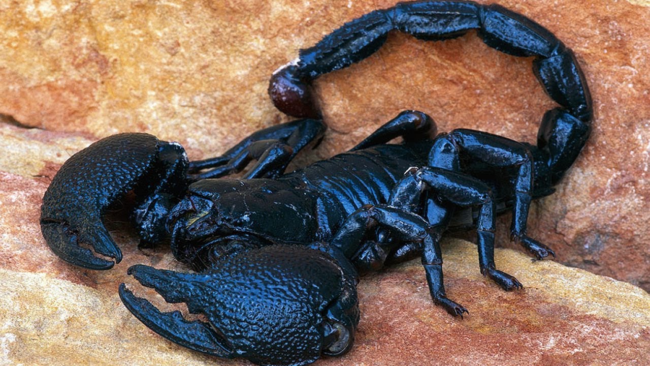 7 Escorpiones M&aacute;s Venenosos Y Peligrosos Del Mundo
