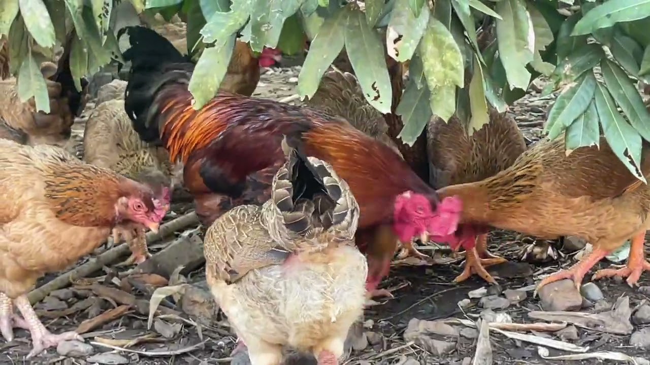 Sunrise With My Backyard Chickens