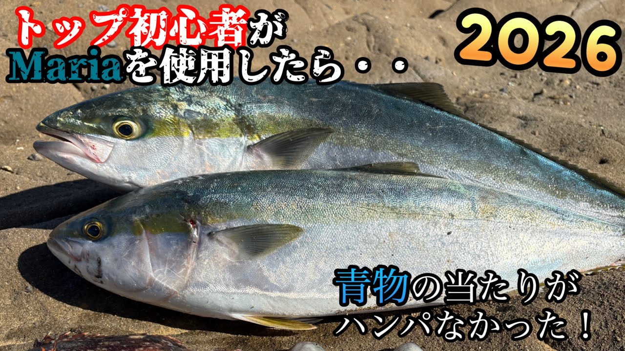 新年青物狙い、マリア（ラピード・レガート）を使用したらヒット率が凄かった！