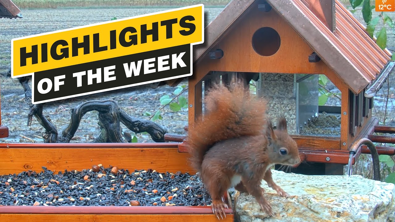 Highlights Of The Week - September 2024 - Week 40 🌻