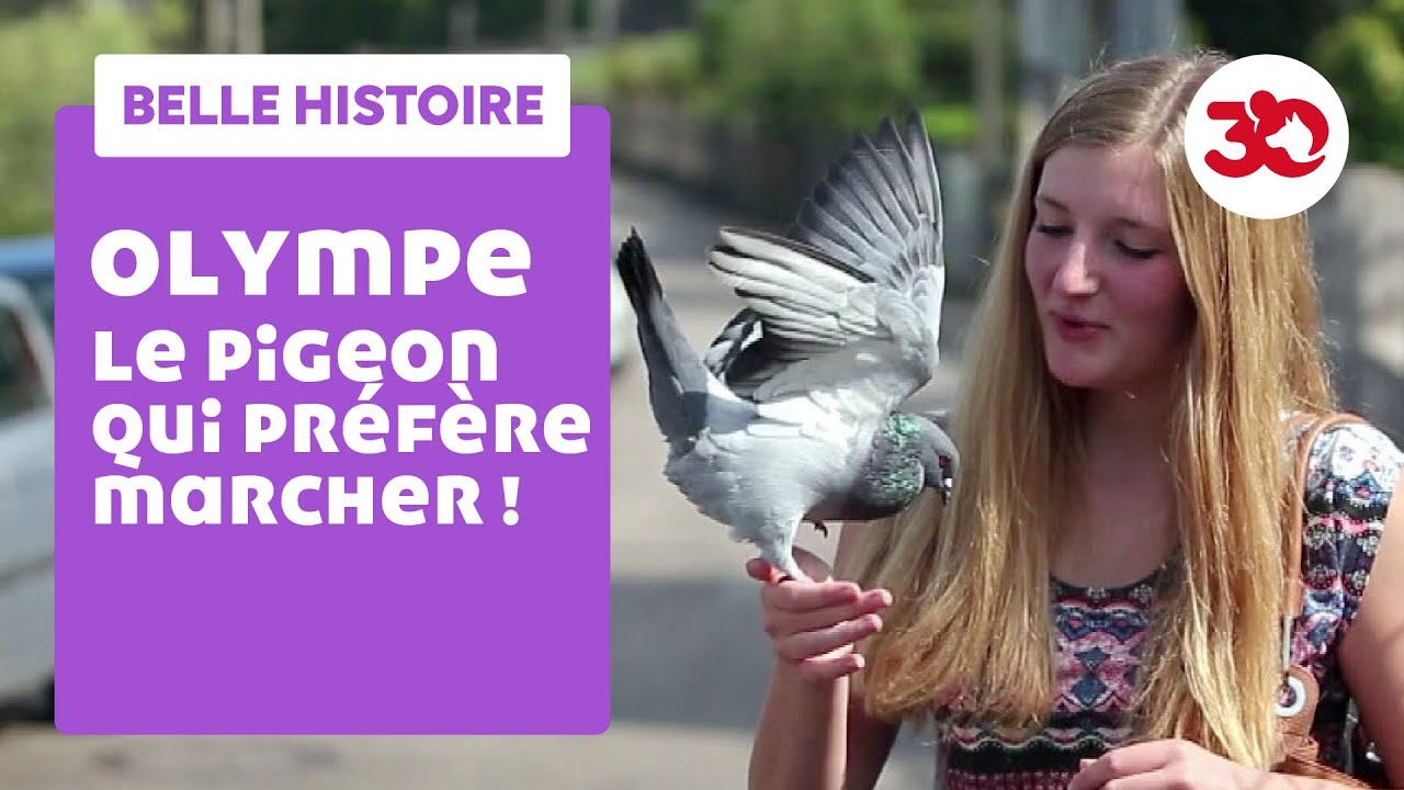 Le pigeon qui préférait marcher