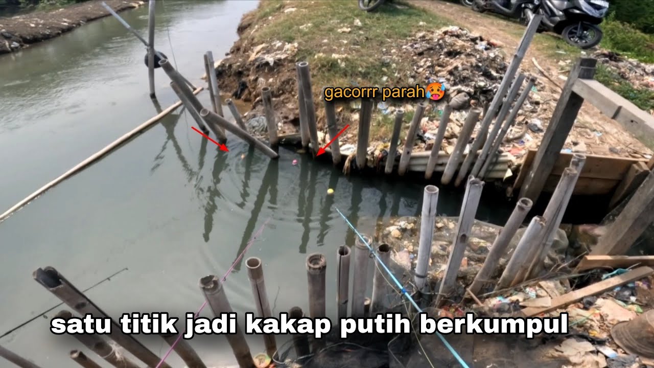 Asli gacorr!! Mancing kakap putih hanya di satu titik 😱