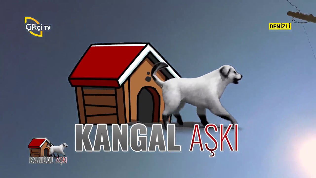 Corc Ve Güdük Soyu Kangal Irkları - Kangal Aşkı / Çiftçi TV